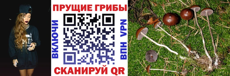 Псилоцибиновые грибы мицелий  Большой Камень 